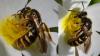 Lasioglossum sp.